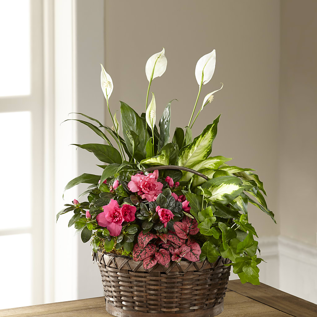 Dream in Pink Dishgarden – Pukalani Floral, Paia HI