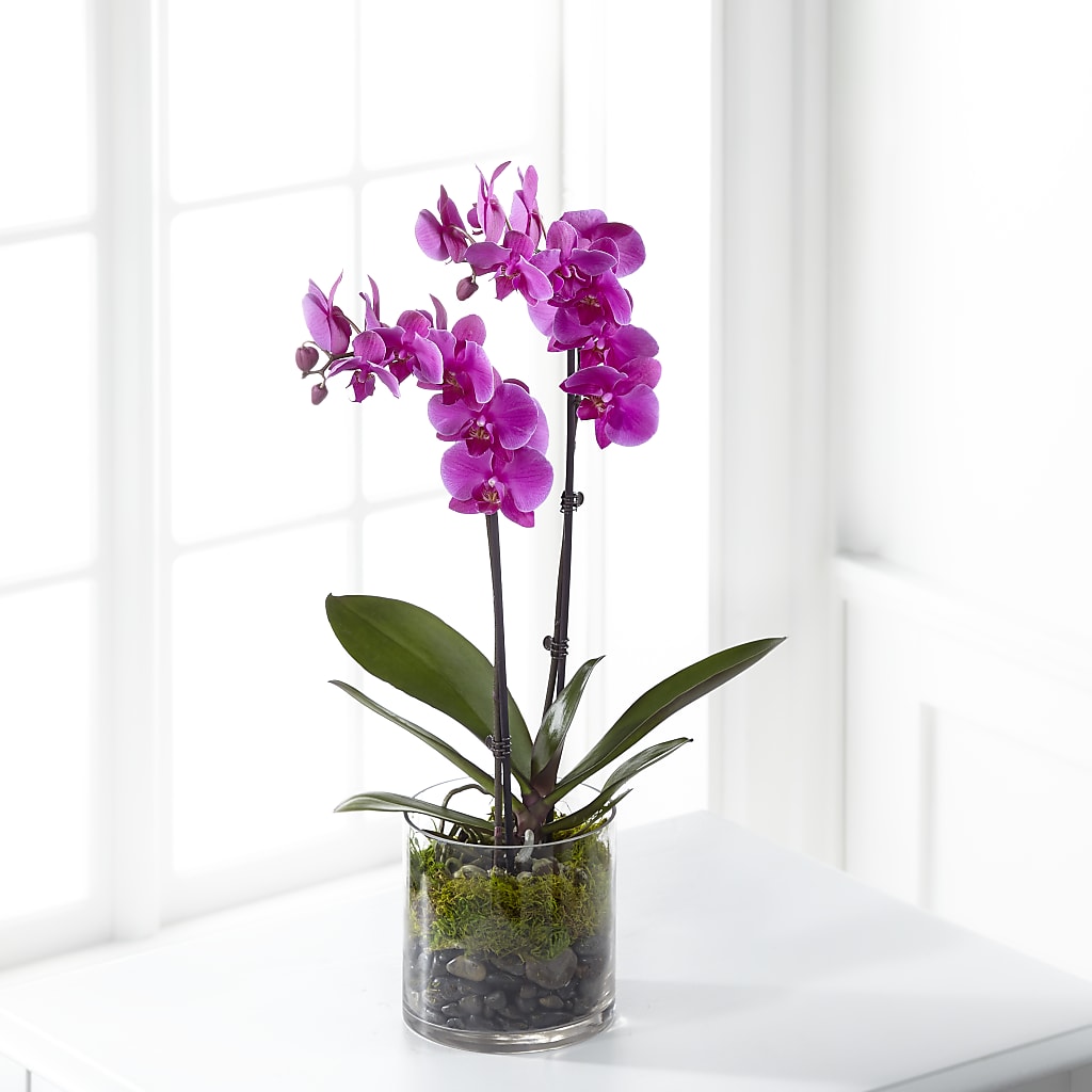 Pink Orchid Plant – Pukalani Floral, Paia HI