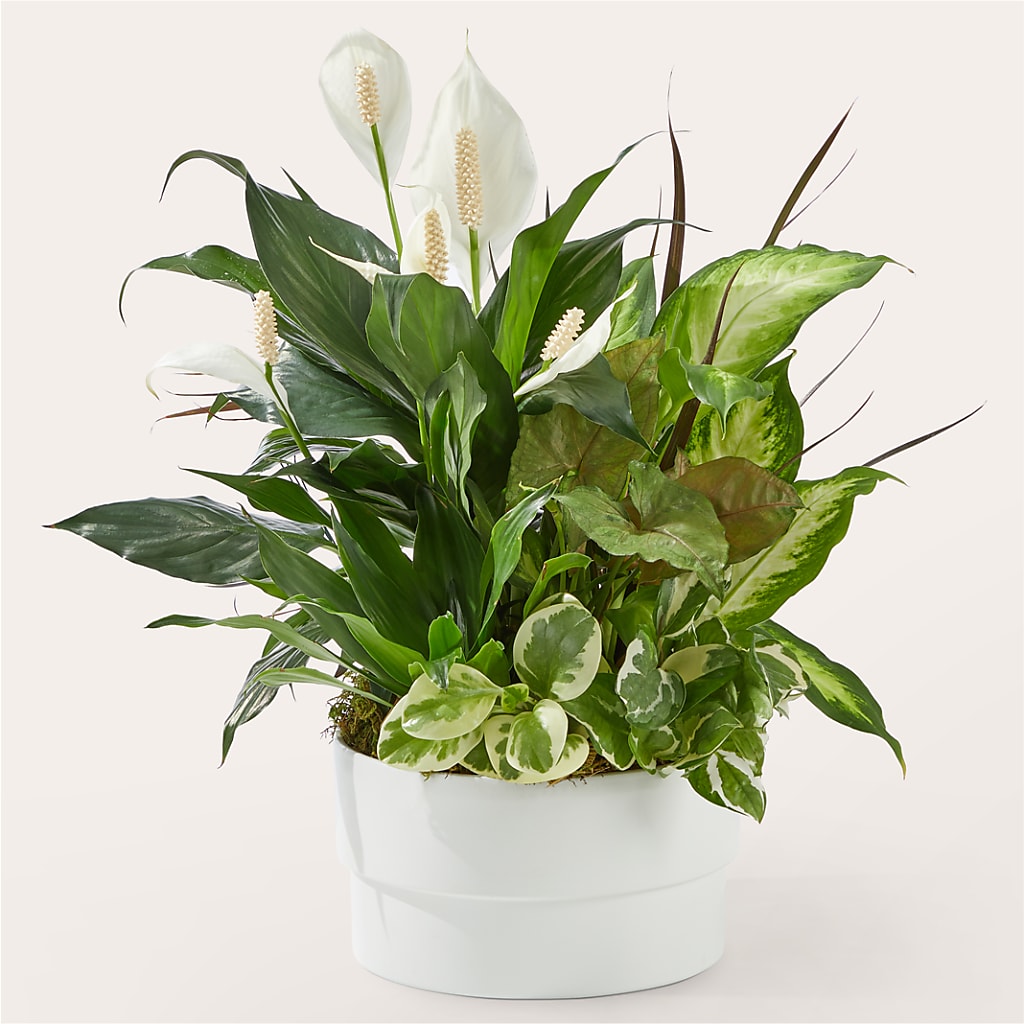 Radiating Positivity Dishgarden – Pukalani Floral, Paia HI