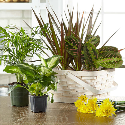 Florist Designed Blooming and Green Plants in a Basket –  Pukalani Floral, Paia HI