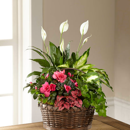 Dream in Pink Dishgarden –  Pukalani Floral, Paia HI