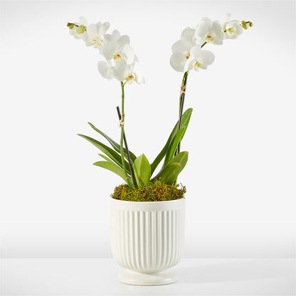 Whispering White Orchid –  Pukalani Floral, Paia HI