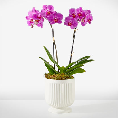 Friendly Fuchsia Orchid –  Pukalani Floral, Paia HI