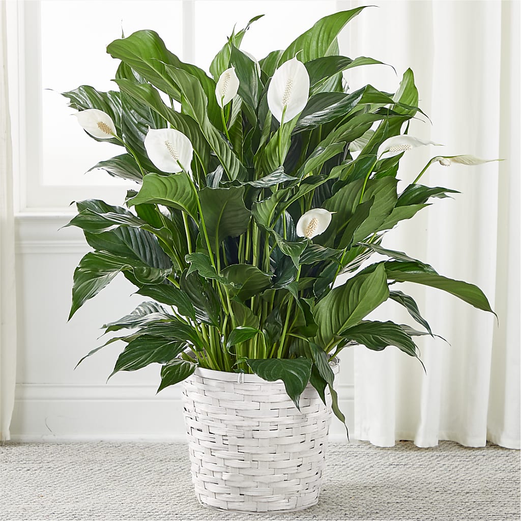 A New Leaf Peace Lily