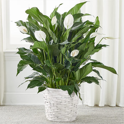 A New Leaf Peace Lily –  Pukalani Floral, Paia HI