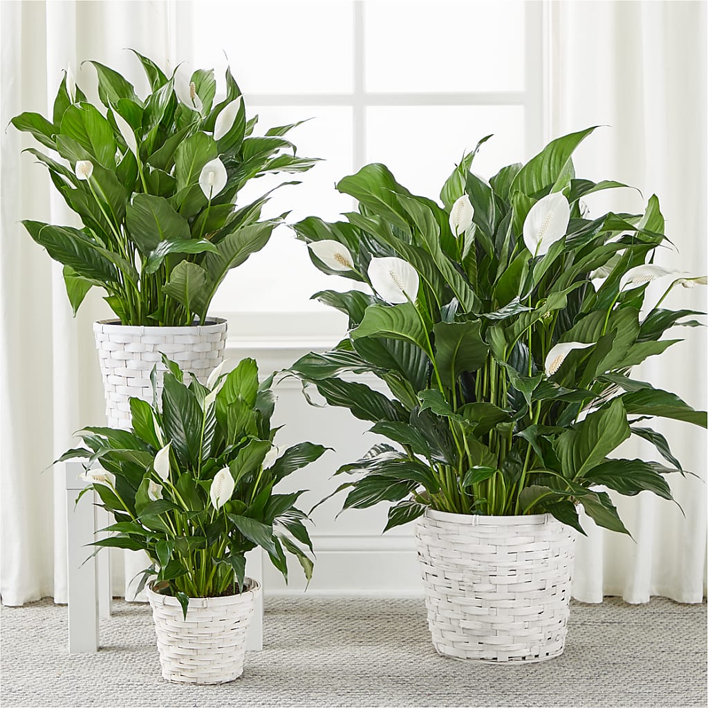 A New Leaf Peace Lily –  Pukalani Floral, Paia HI