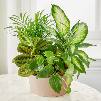 Balance & Harmony Dishgarden –  Pukalani Floral, Paia HI