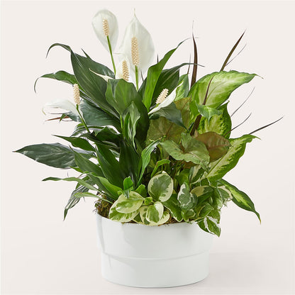 Radiating Positivity Dishgarden –  Pukalani Floral, Paia HI